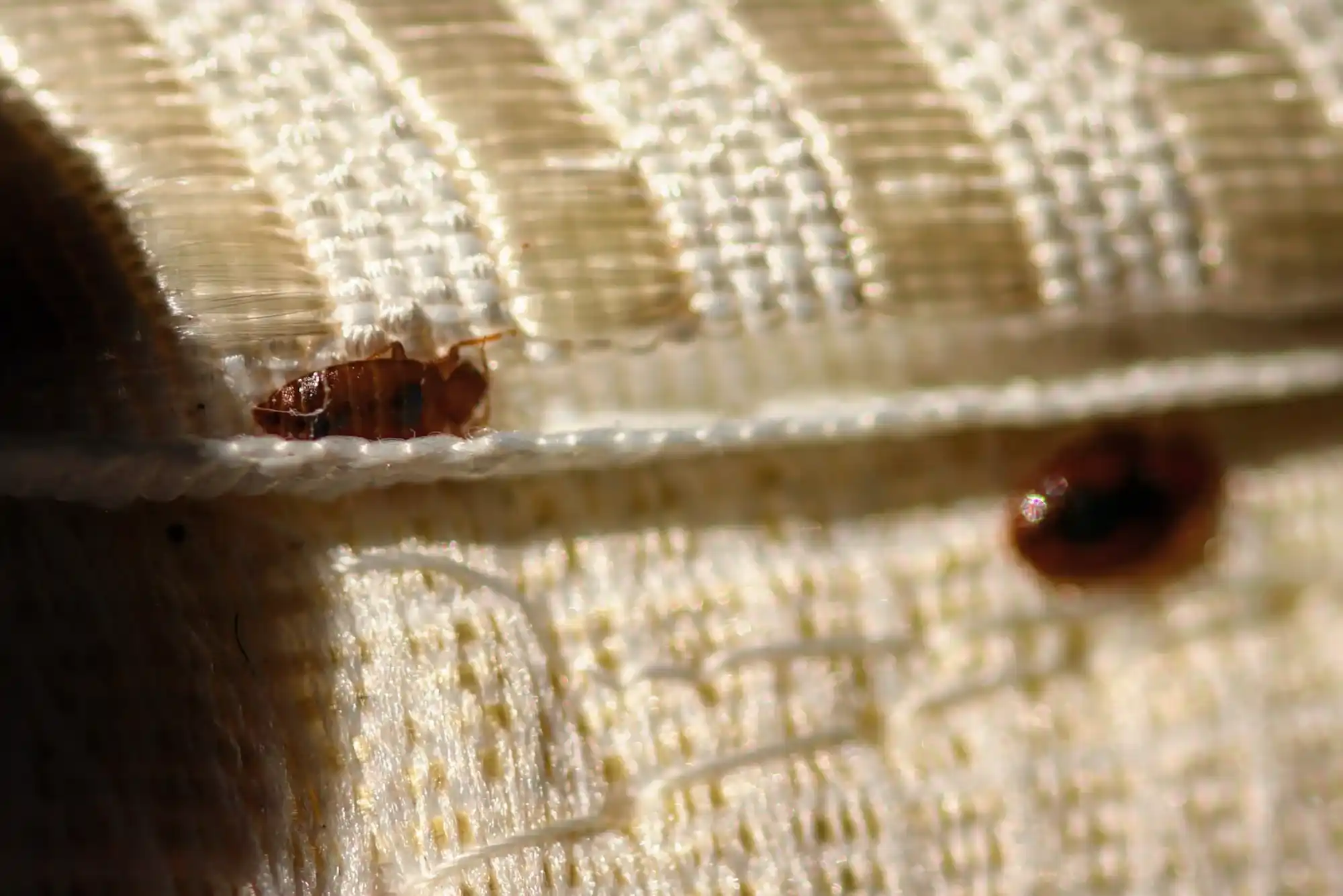 Bed Bug Pest Control - Top h Services Bed Bug Pest Control 3 - شركات تنظيف في دبي