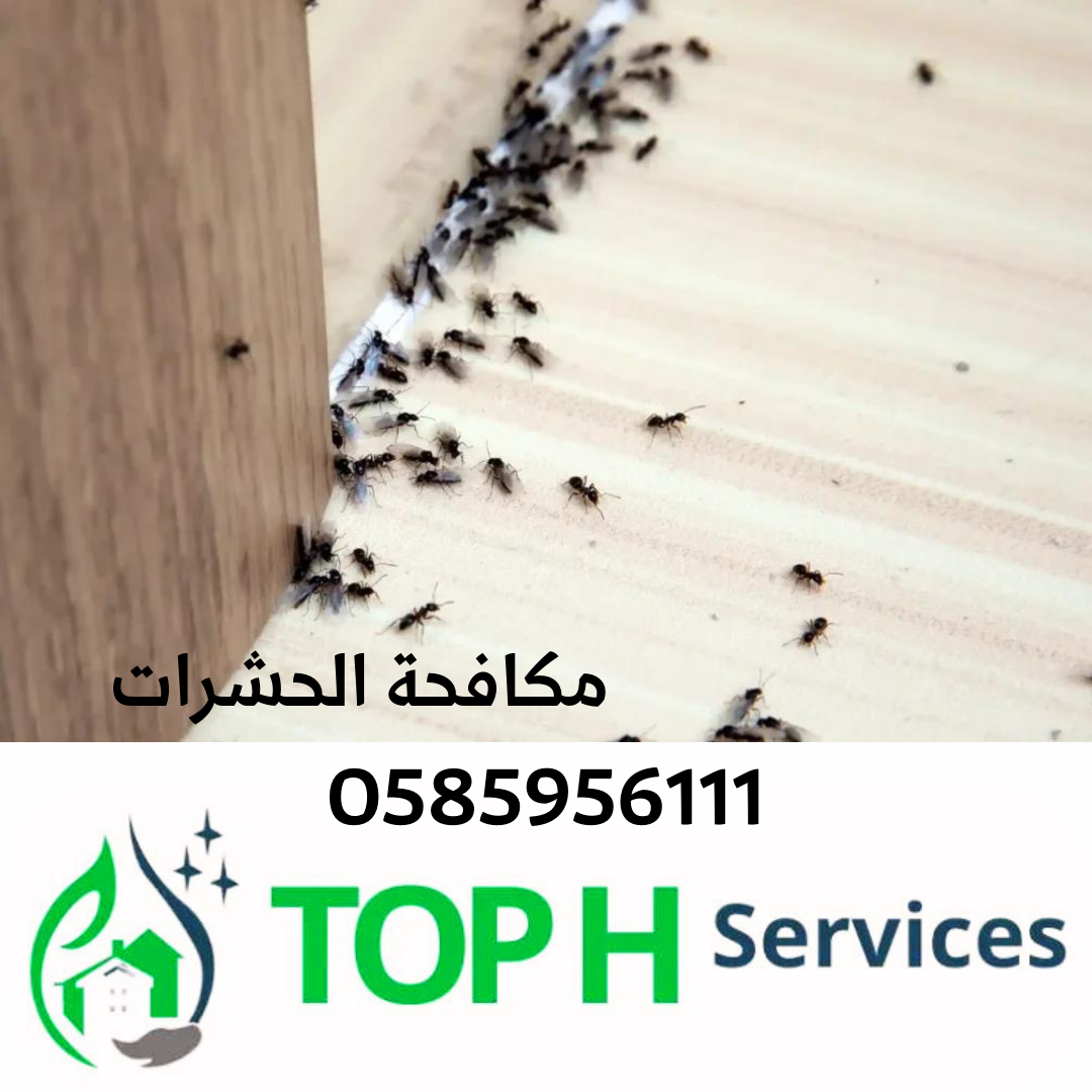 Tel : 0585956111 مكافحة الحشرات العين