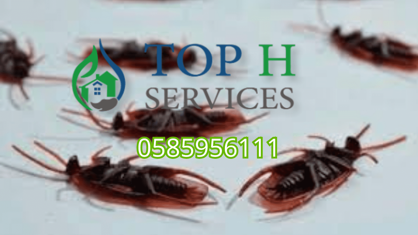 مكافحة الحشرات في الشارقة - Top h Services مكافحة الحشرات في الشارقة