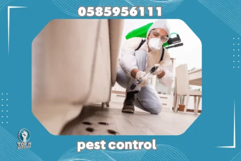 Pest Control in Abu Dhabi