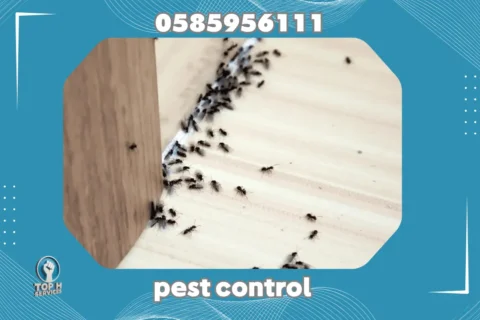 Pest Control in Sahrjah - Top h Services Pest control in Sharjah