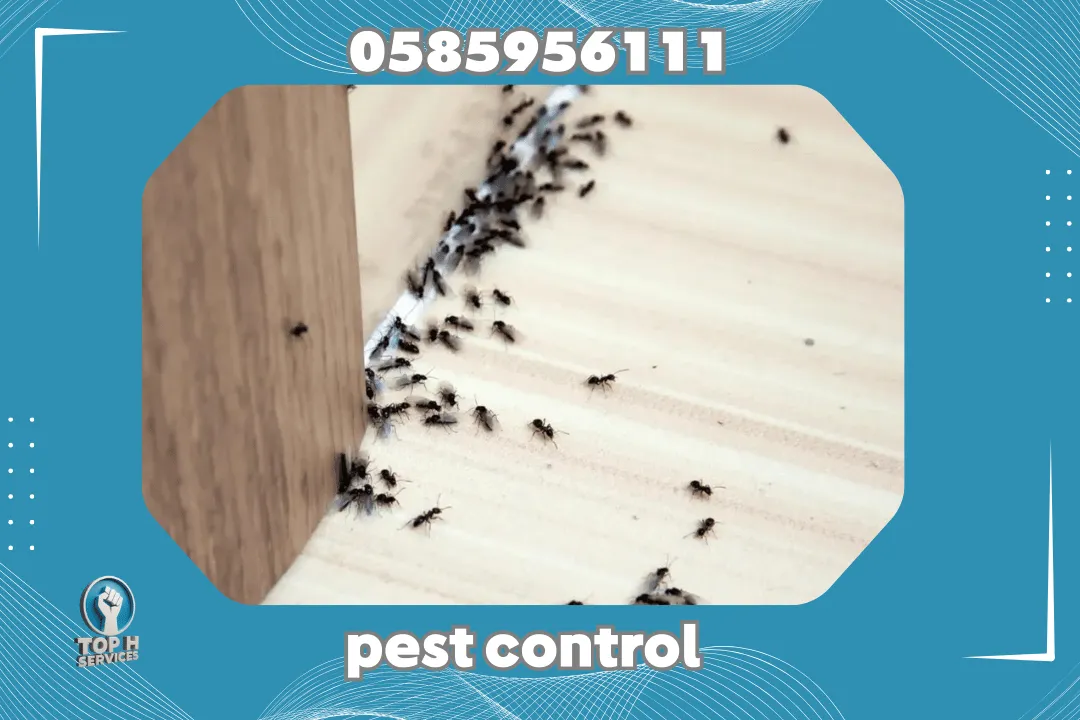 Pest control in Sharjah
