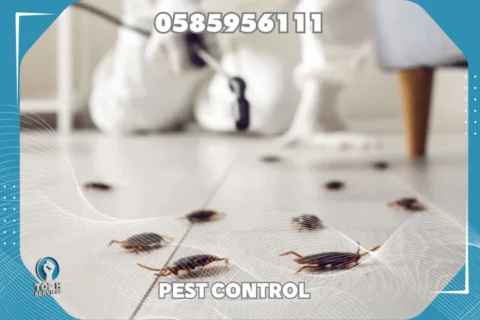 مكافحة صراصير في دبي - Top h Services مكافحة صراصير في دبي